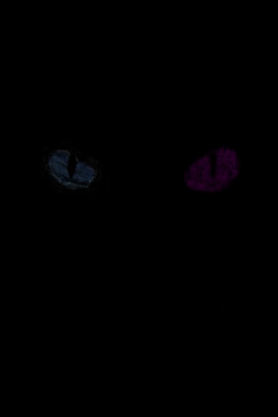 Cats Eyes