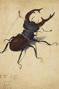 To Flip A Beetle On Its Feet [Isekai LitRPG]