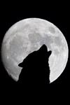 The Wolves