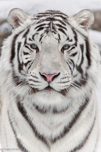 Reincarnated as a Tiger