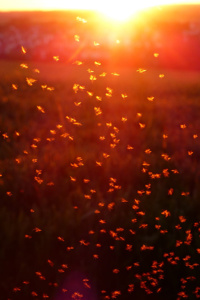 Mosquito Hivemind Hell-Bent on World Domination (or Annoyance)