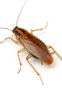 Cockroach And Grasshopper