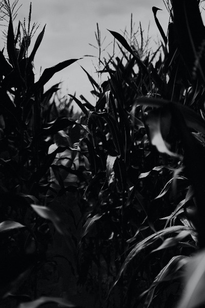 A Field of Persistence