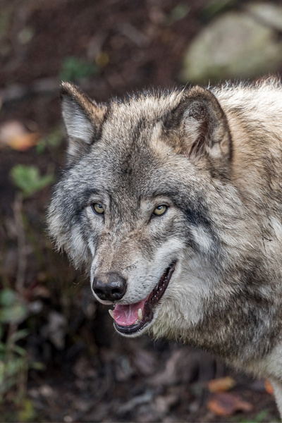 Lone Wolf-Book One of The Acolytes series